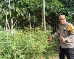 Dari Gang Aman Tirta Siak, Polisi dan Warga Bangun Ketahanan Pangan Berbasis Lingkungan
