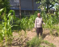 Dukung Swasembada Pangan, Kanit Binmas Payung Sekaki Dampingi Petani Jagung di Pekanbaru