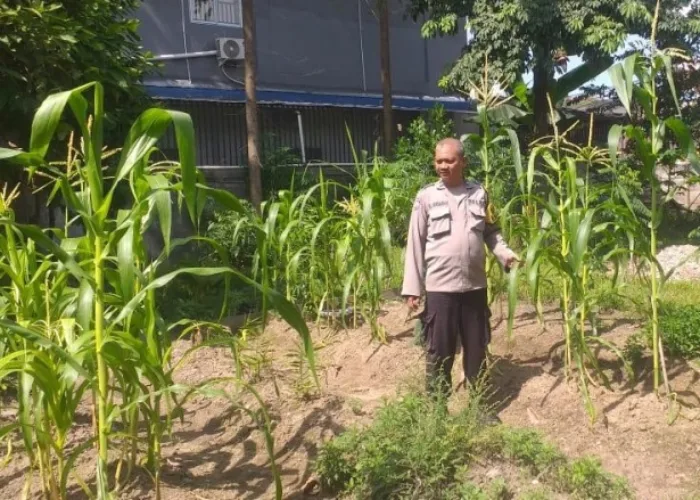 Dukung Swasembada Pangan, Kanit Binmas Payung Sekaki Dampingi Petani Jagung di Pekanbaru