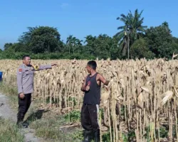 Dari Lahan Kosong Jadi Kebun Produktif, Jagung Polsek Payung Sekaki Segera Panen