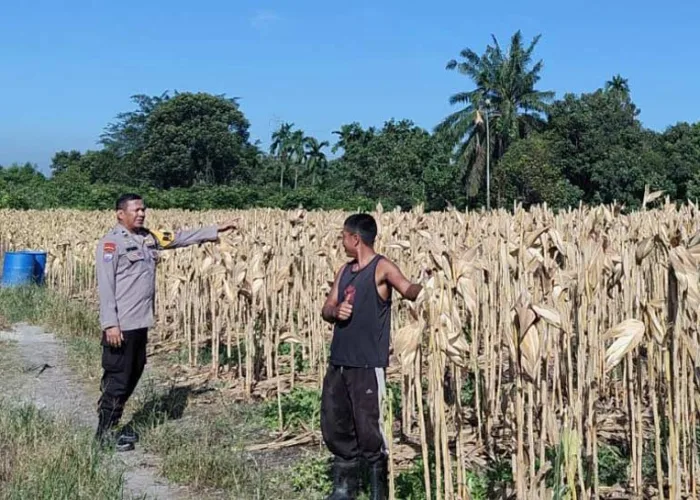 Dari Lahan Kosong Jadi Kebun Produktif, Jagung Polsek Payung Sekaki Segera Panen