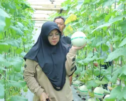 Dana Desa Rp163 Juta Berbuah PAD, BUMKam Buantan Mandiri Siak Panen 3,6 Ton Melon