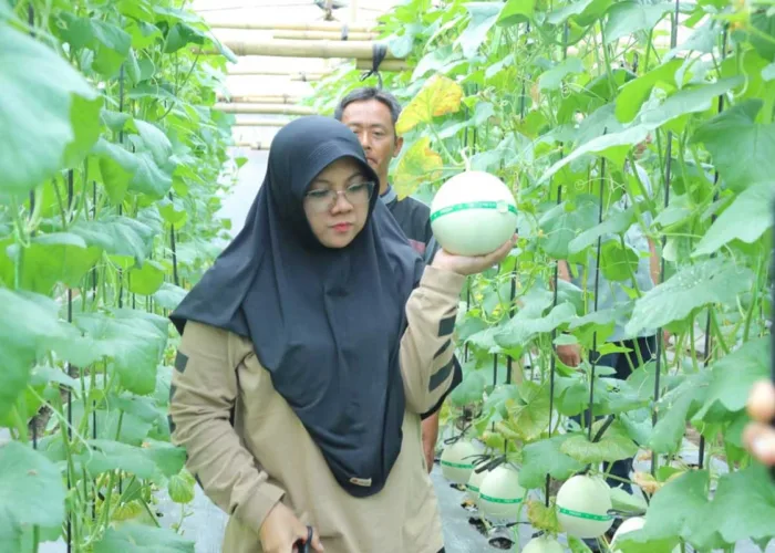 Dana Desa Rp163 Juta Berbuah PAD, BUMKam Buantan Mandiri Siak Panen 3,6 Ton Melon