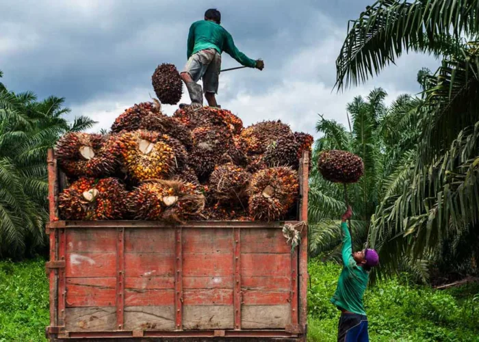 Harga Sawit Riau Kembali Naik, TBS Petani Tembus Rp3.832/Kg