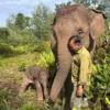 Kapolda Riau Namai Anak Gajah Sumatera Nona Seroja, Ternyata Ini Makna Filosofisnya