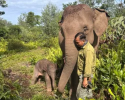 Bayi Gajah Sumatera Lahir di Tesso Nilo, Tambah Populasi Satwa Kritis di Riau