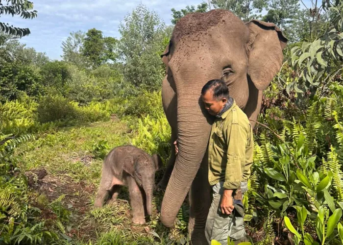 Kapolda Riau Namai Anak Gajah Sumatera Nona Seroja, Ternyata Ini Makna Filosofisnya