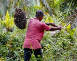 Harga TBS Sawit Riau Turun Jadi Rp3.776/Kg, Petani Tertekan Akibat Anjloknya Harga Kernel