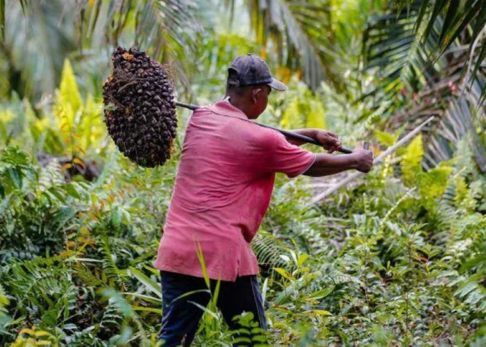 Harga TBS Sawit Riau Turun Jadi Rp3.776/Kg, Petani Tertekan Akibat Anjloknya Harga Kernel