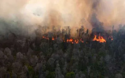 BMKG Deteksi 10 Hotspot di Riau Saat Cuaca Cerah Dominasi Wilayah