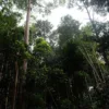 Pengakuan Hutan Adat Dipercepat, Solusi Akhiri Konflik Lahan 3,8 Juta Hektare