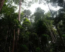 Pengakuan Hutan Adat Dipercepat, Solusi Akhiri Konflik Lahan 3,8 Juta Hektare