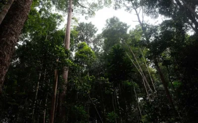Pengakuan Hutan Adat Dipercepat, Solusi Akhiri Konflik Lahan 3,8 Juta Hektare