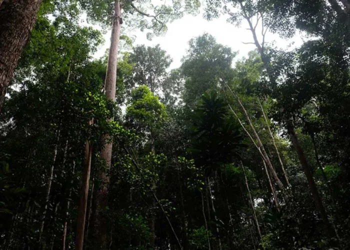 Pengakuan Hutan Adat Dipercepat, Solusi Akhiri Konflik Lahan 3,8 Juta Hektare