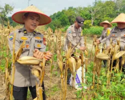 Panen Raya Jagung 4 Ton di Kampar, Polsek Payung Sekaki Perluas Lahan Ketahanan Pangan