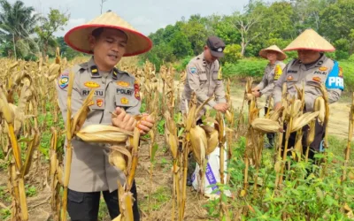 Panen Raya Jagung 4 Ton di Kampar, Polsek Payung Sekaki Perluas Lahan Ketahanan Pangan