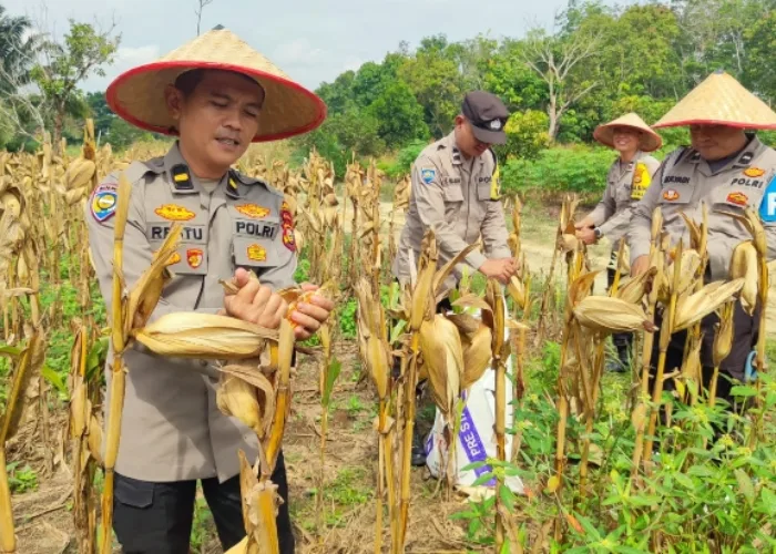 Panen Raya Jagung 4 Ton di Kampar, Polsek Payung Sekaki Perluas Lahan Ketahanan Pangan