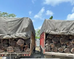 Illegal Logging di Pelalawan Terbongkar, Polisi Gagalkan Kiriman 260 Batang Kayu Mahang Menuju Pekanbaru