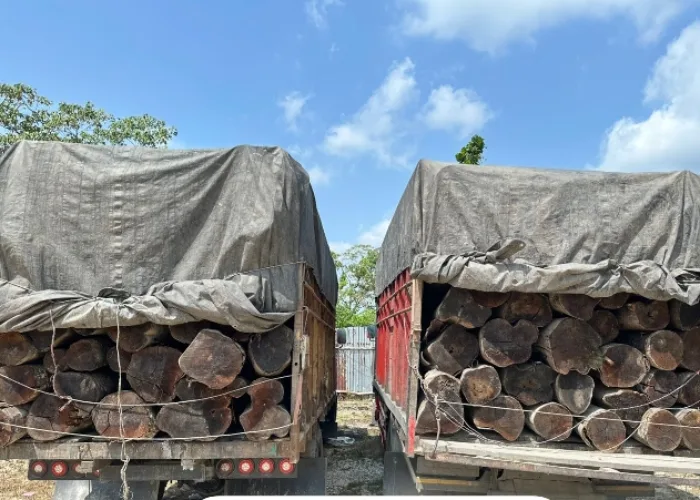Illegal Logging di Pelalawan Terbongkar, Polisi Gagalkan Kiriman 260 Batang Kayu Mahang Menuju Pekanbaru