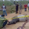 Tapir Ditemukan Mati di Koridor RAPP, Sinyal Bahaya Bagi Satwa Liar Taman Nasional Tesso Nilo