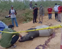 Tapir Ditemukan Mati di Koridor RAPP, Sinyal Bahaya Bagi Satwa Liar Taman Nasional Tesso Nilo