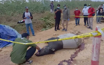 Tapir Ditemukan Mati di Koridor RAPP, Sinyal Bahaya Bagi Satwa Liar Taman Nasional Tesso Nilo