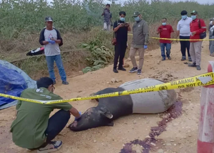 Tapir Ditemukan Mati di Koridor RAPP, Sinyal Bahaya Bagi Satwa Liar Taman Nasional Tesso Nilo