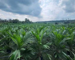 PTPN IV Genjot Peremajaan 17.100 Hektare Sawit Riau, Siap Sokong B50 dan Dongkrak Produksi Petani