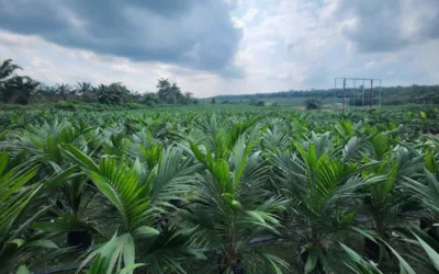 PTPN IV Genjot Peremajaan 17.100 Hektare Sawit Riau, Siap Sokong B50 dan Dongkrak Produksi Petani