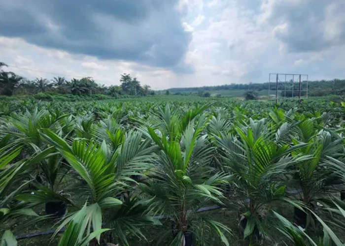 PTPN IV Genjot Peremajaan 17.100 Hektare Sawit Riau, Siap Sokong B50 dan Dongkrak Produksi Petani