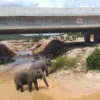 Tol Pekanbaru-Dumai Punya 6 Jalur Khusus Gajah, Begini Dampaknya Bagi Konservasi