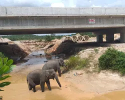 Tol Pekanbaru-Dumai Punya 6 Jalur Khusus Gajah, Begini Dampaknya Bagi Konservasi