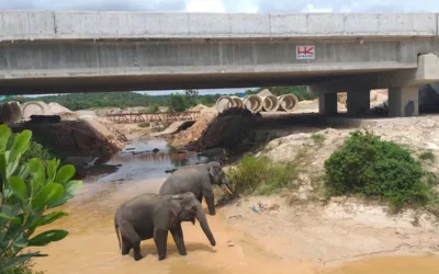 Tol Pekanbaru-Dumai Punya 6 Jalur Khusus Gajah, Begini Dampaknya Bagi Konservasi