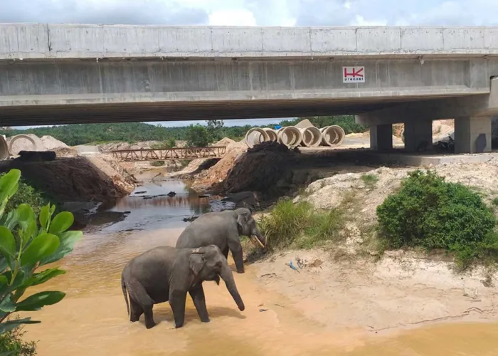 Tol Pekanbaru-Dumai Punya 6 Jalur Khusus Gajah, Begini Dampaknya Bagi Konservasi