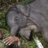 Tingkah Lucu Nona Seroja Bikin Gemas, Kelahirannya Bawa Harapan Baru Gajah Sumatera