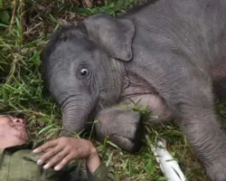 Tingkah Lucu Nona Seroja Bikin Gemas, Kelahirannya Bawa Harapan Baru Gajah Sumatera
