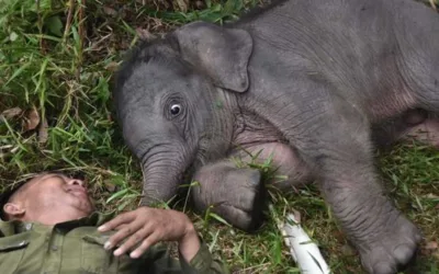 Tingkah Lucu Nona Seroja Bikin Gemas, Kelahirannya Bawa Harapan Baru Gajah Sumatera