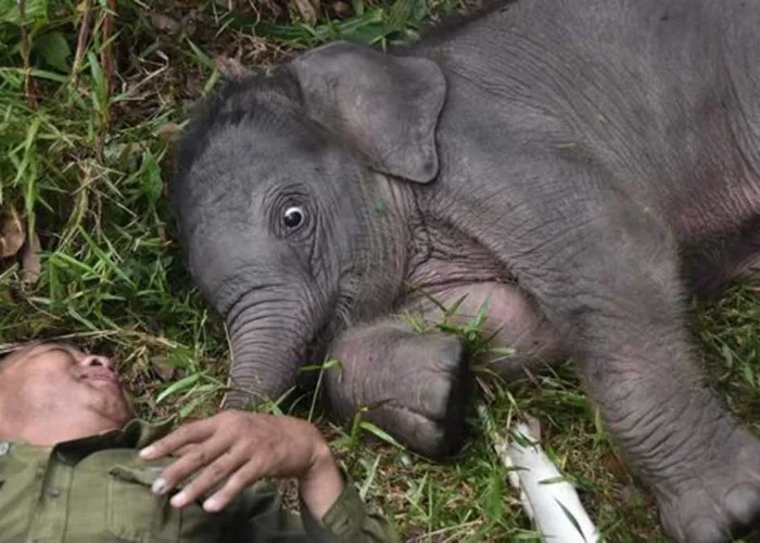 Tingkah Lucu Nona Seroja Bikin Gemas, Kelahirannya Bawa Harapan Baru Gajah Sumatera