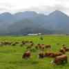 Mau Liburan ke Sumbar? Inilah 5 Destinasi di Payakumbuh yang Selalu Jadi Favorit Wisatawan