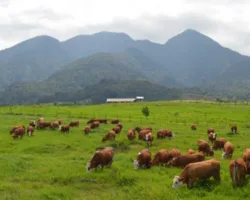 Mau Liburan ke Sumbar? Inilah 5 Destinasi di Payakumbuh yang Selalu Jadi Favorit Wisatawan