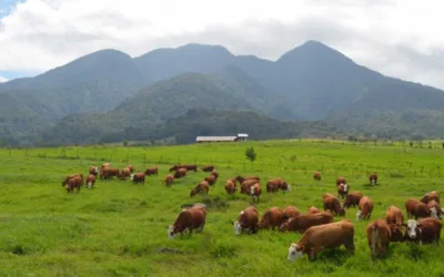 Mau Liburan ke Sumbar? Inilah 5 Destinasi di Payakumbuh yang Selalu Jadi Favorit Wisatawan