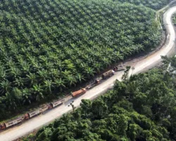 Kelola 4,11 Juta Hektare Lahan Sitaan, Agrinas Palma Bukukan Laba Rp2,7 Miliar