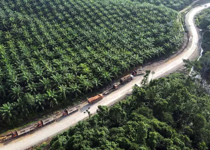 Kelola 4,11 Juta Hektare Lahan Sitaan, Agrinas Palma Bukukan Laba Rp2,7 Miliar