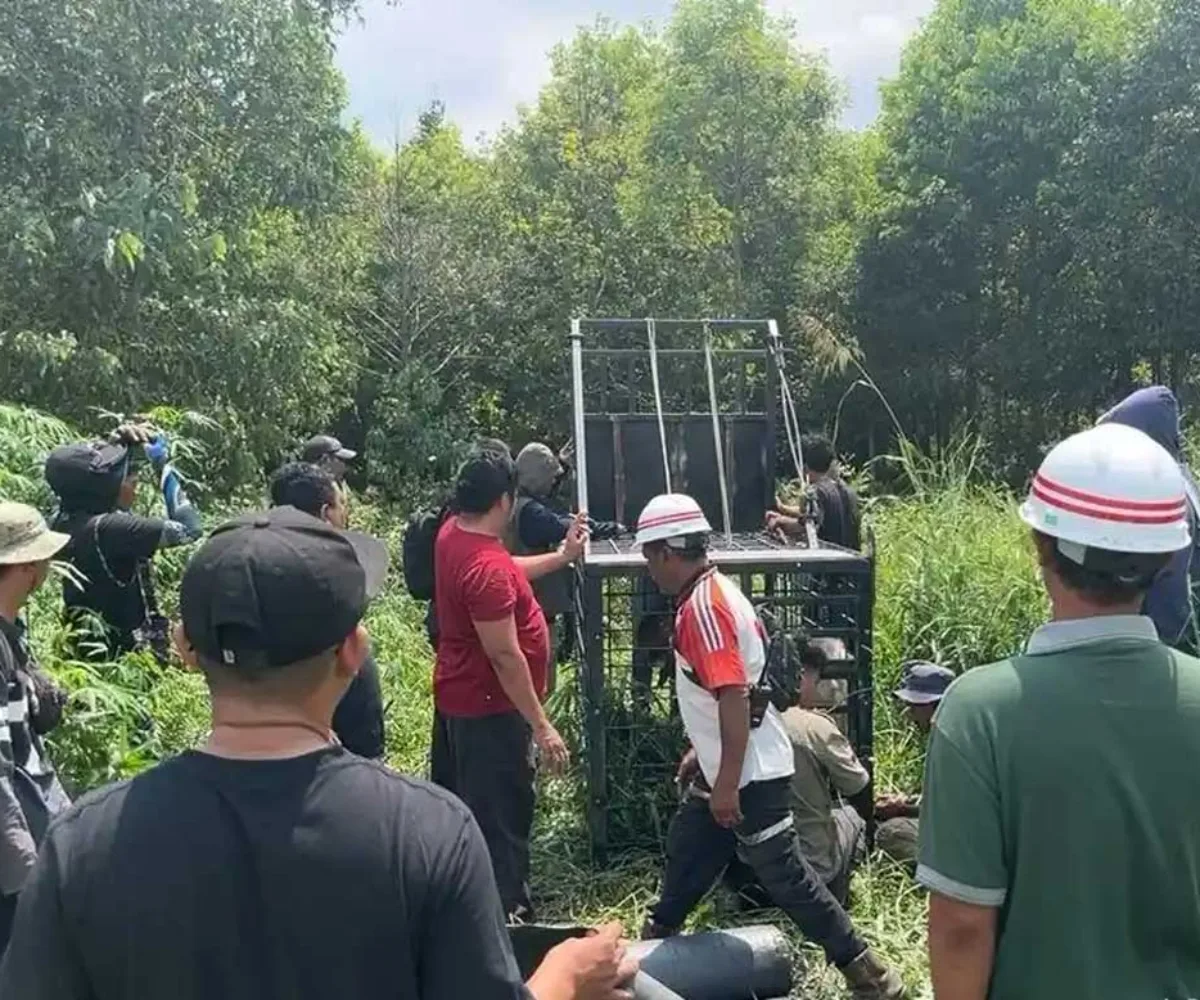 Konflik Manusia dan Harimau di Pelalawan, Warga Diminta Waspada Saat Beraktivitas di Hutan dan Kebun