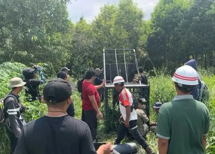 Konflik Manusia dan Harimau di Pelalawan, Warga Diminta Waspada Saat Beraktivitas di Hutan dan Kebun