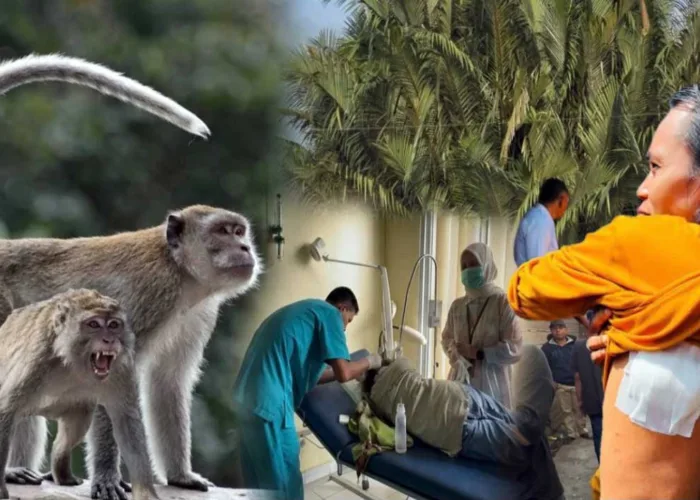 Korban Serangan Monyet Liar di Tembilahan Inhil Bertambah Jadi 10 Orang