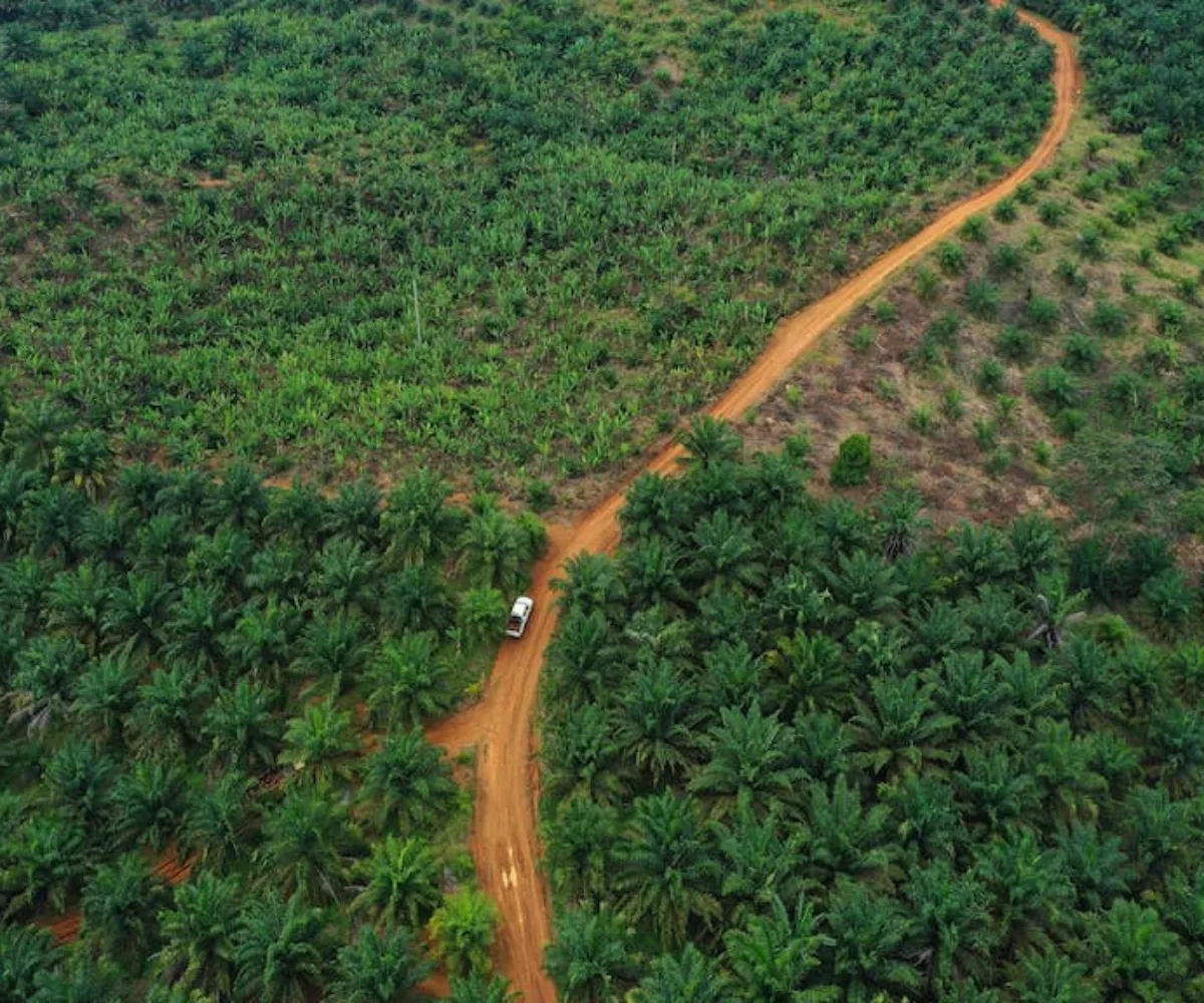 Usul Pelepasan 2,2 Juta Hektare Kawasan Hutan, DPRD Riau Kejar Kepastian Hukum