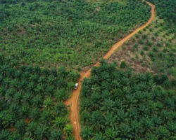 Usul Pelepasan 2,2 Juta Hektare Kawasan Hutan, DPRD Riau Kejar Kepastian Hukum