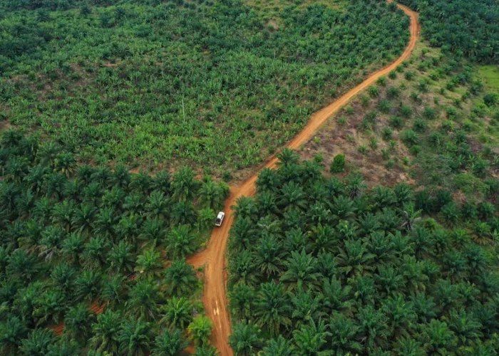 Usul Pelepasan 2,2 Juta Hektare Kawasan Hutan, DPRD Riau Kejar Kepastian Hukum