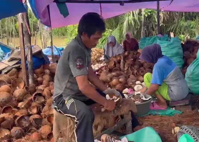 Harga Kelapa di Inhil Merosot Tajam, Ekonomi Ribuan Keluarga Terancam